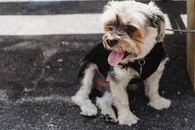 一只约克郡梗犬，舌头伸在吊坠里，被拴在皮带上，坐在粗糙的人行道上，目光移向别处