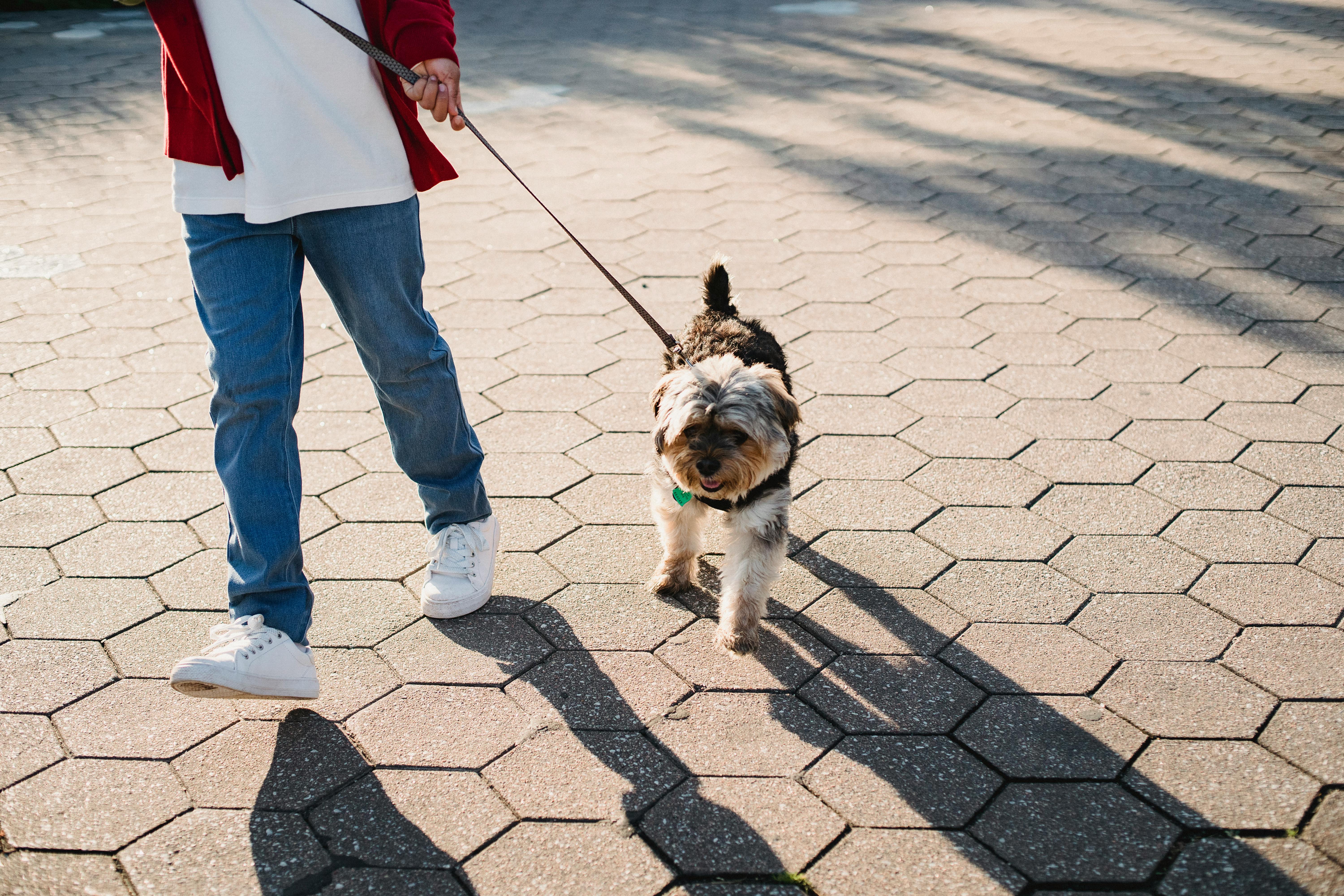 crop boy walking dog on leash on tiled pavement