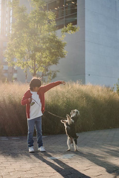 Child Training Dog To Stand on City Street