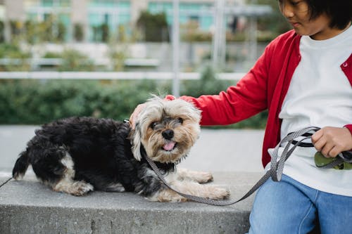 Gewas Aziatische Jongen Strelen Yorkshire Terrier Op Straat In De Stad