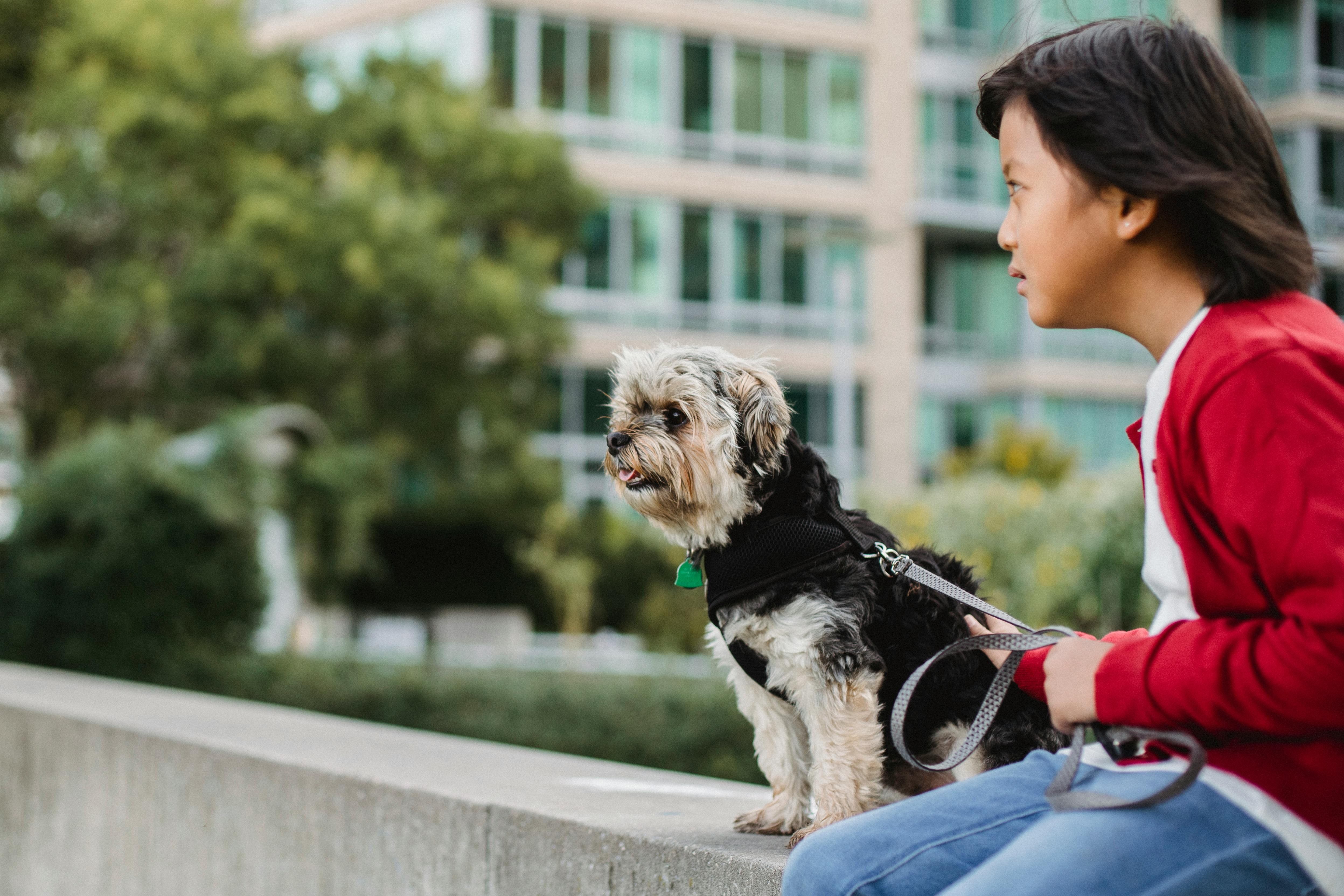 dreamy asian child with yorkshire terrier on fence in city