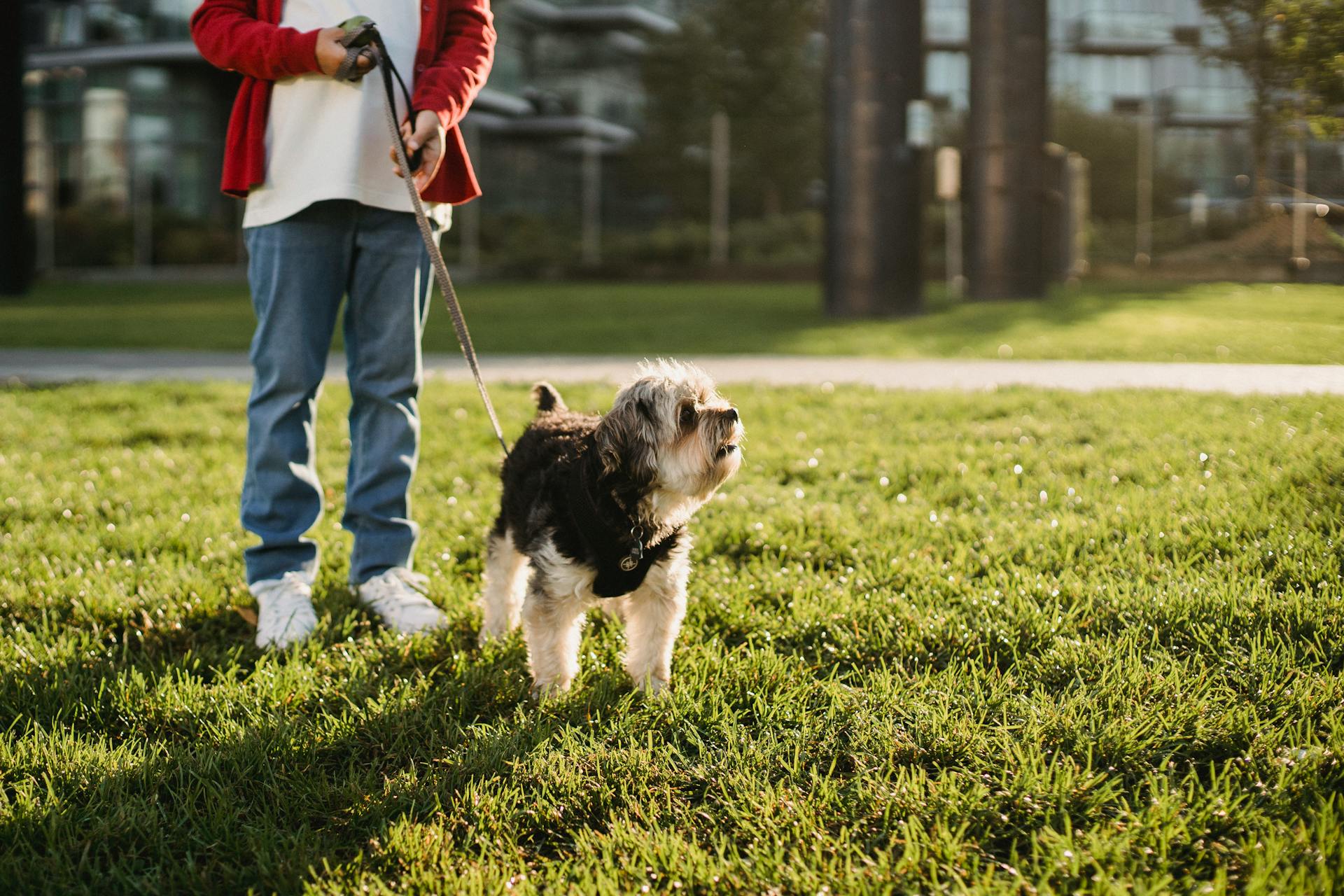 Crop boy with Yorkshire Terrier on leash on bright meadow