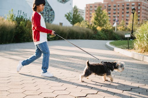 Side view of crop ethnic child strolling with purebred dog on leash in city in back lit