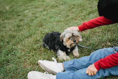 From above of crop anonymous kid stroking Yorkshire Terrier lying on lawn in summer