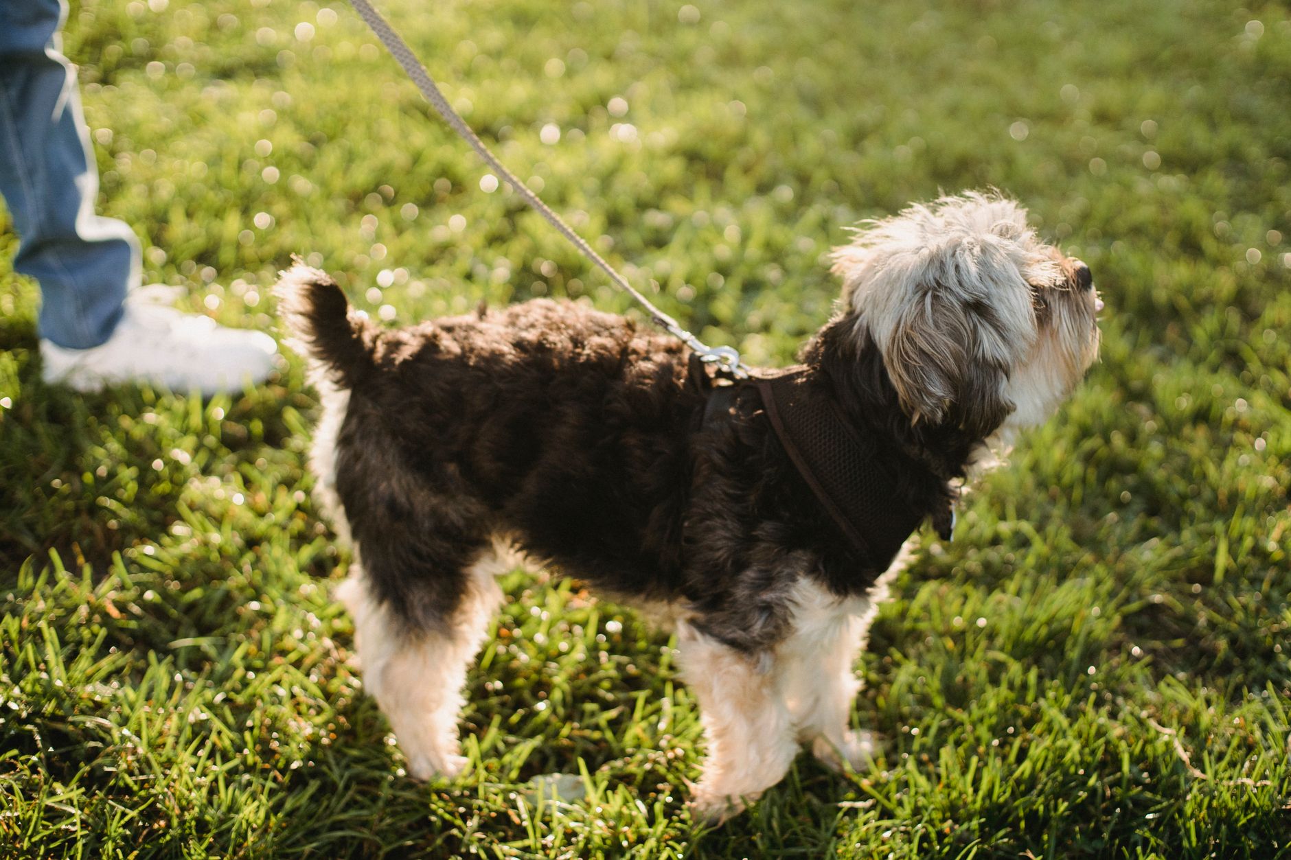 Yorkshire Terrier enjoys a sunny walk on the grass with its owner.