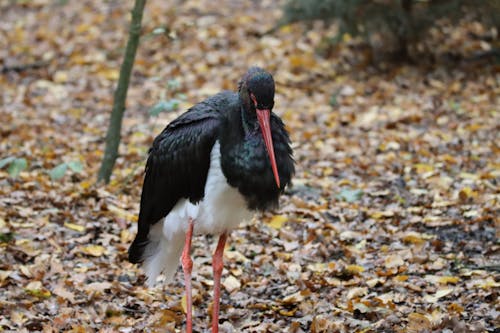 Close-up Photo of Black Stork