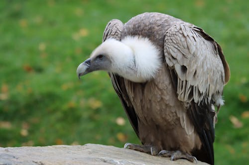 Free Close-Up Shot of a Vulture Stock Photo
