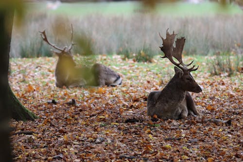 Photograph of a Deer Lying on Dry Leaves