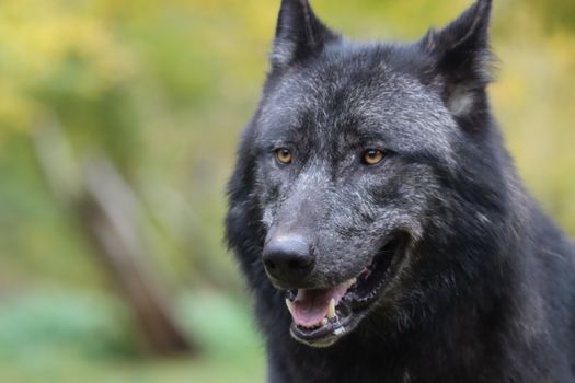 Close-up portrait of a black wolf with vibrant yellow eyes in a natural setting.