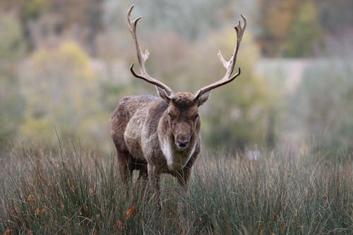 A Buck on a Grassy Field