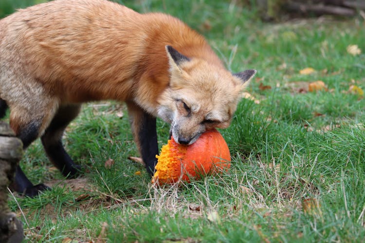 Red Fox Eating Pumpkin Outdoors
