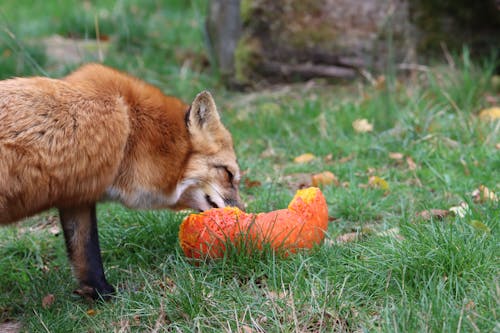 Red Fox Smelling His Prey