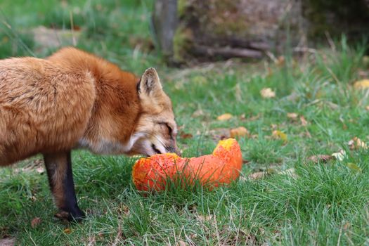 fox photo