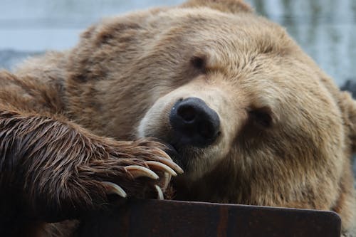 Безкоштовне стокове фото на тему «ursidae, ведмідь, ведмідь грізлі»