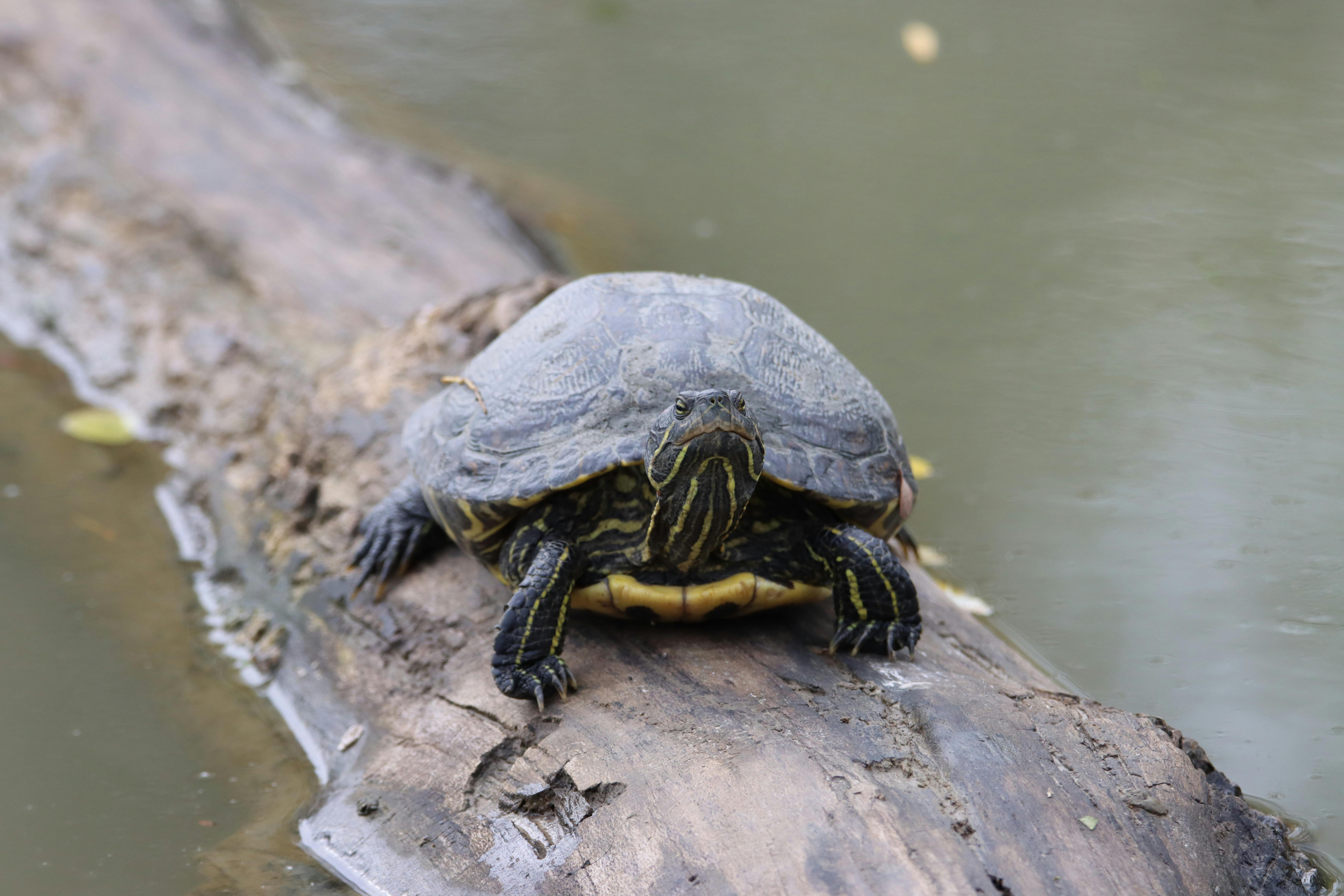Close Up Shot of a Turtle · Free Stock Photo