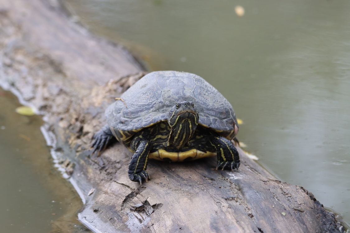 Close Up Shot of a Turtle · Free Stock Photo