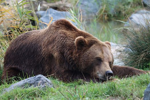 A serene image of a grizzly bear resting amidst green vegetation in the wild.