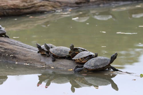 Turtles on the Wood Log