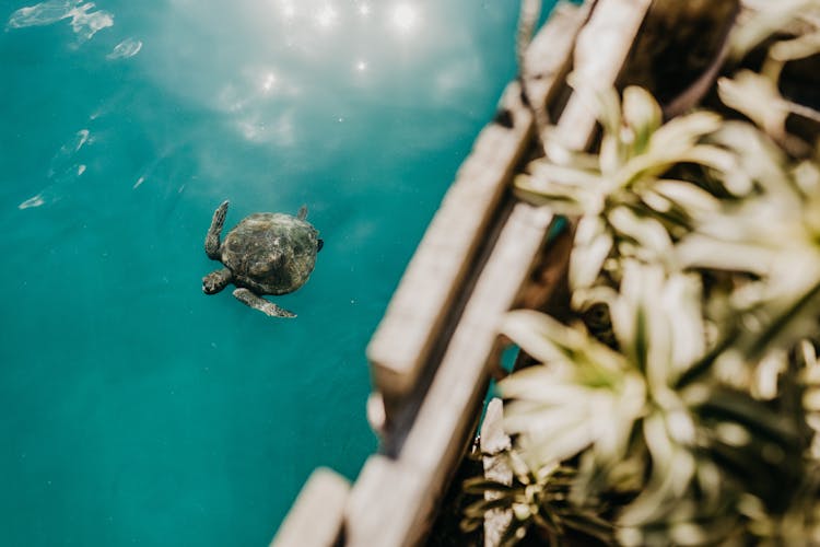 Turtle Floating On Sea Surface In Sunlight