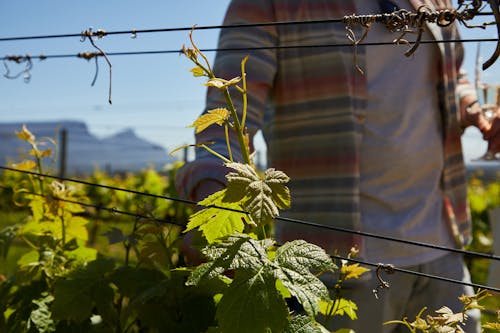 Free A Man in a Vineyard Stock Photo