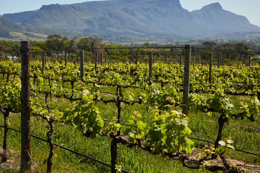 Vineyard rows running toward rocky mountains