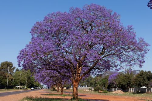 Free Stunning jacaranda tree in full bloom along a street in Pretoria, South Africa, during spring. Stock Photo