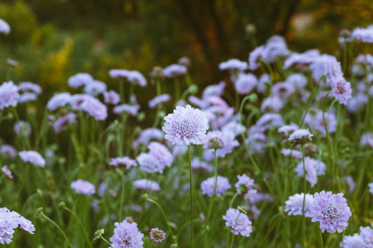 An Image Of Pincushions On A Flower Field