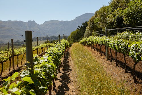 Plantas Verdes Em Solo Marrom