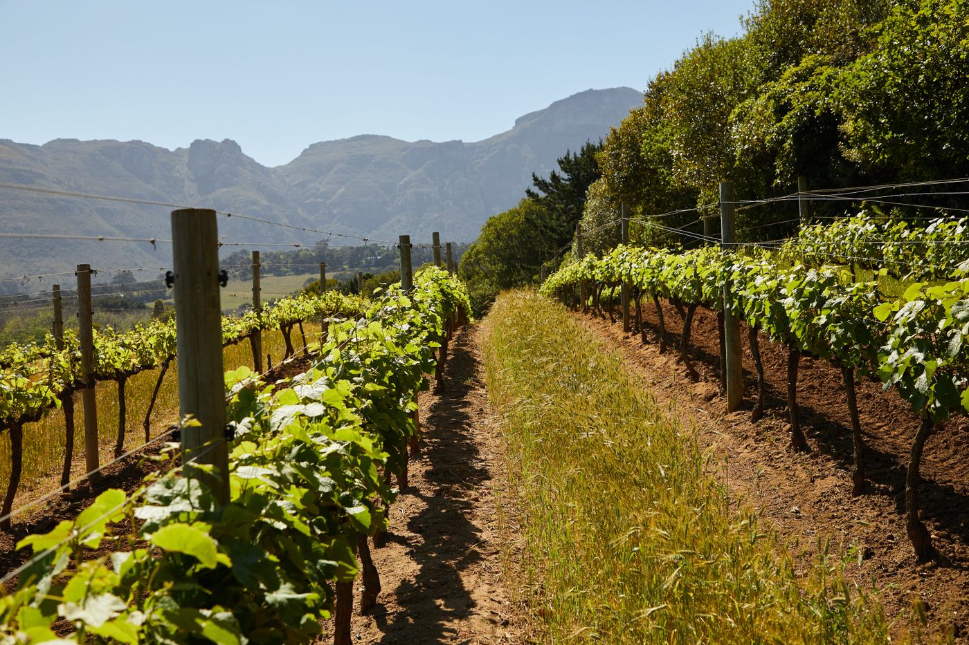 Vineyard rows rolling toward mountains under a wide sky