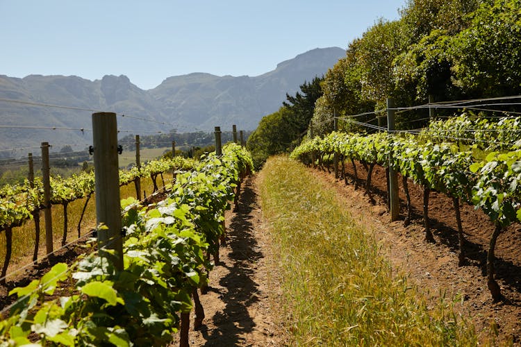 Vineyard Plantations In Countryside