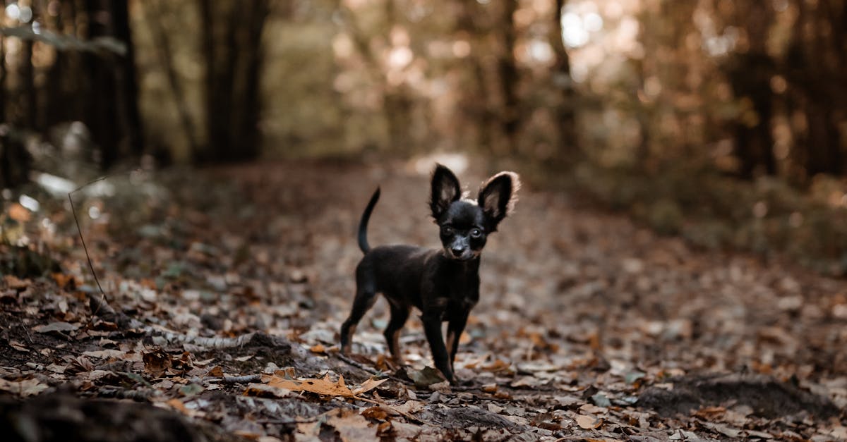 How to trim black dog nails that are overgrown