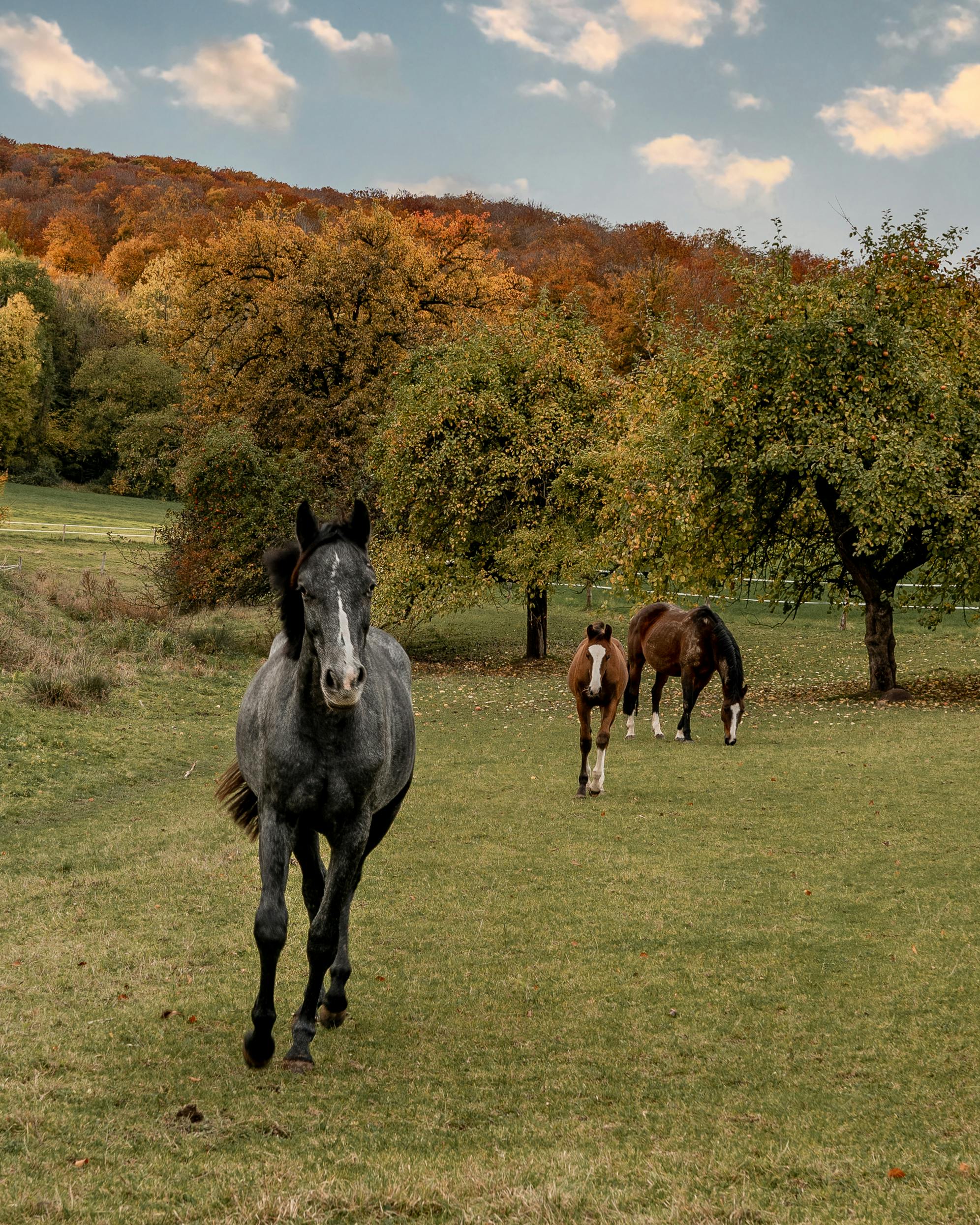 Foal Color Green Photos, Download The BEST Free Foal Color Green