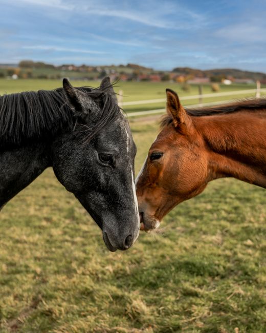 A tranquil moment captured between a black and a brown horse in a lush green field. Perfect for animal lovers.
