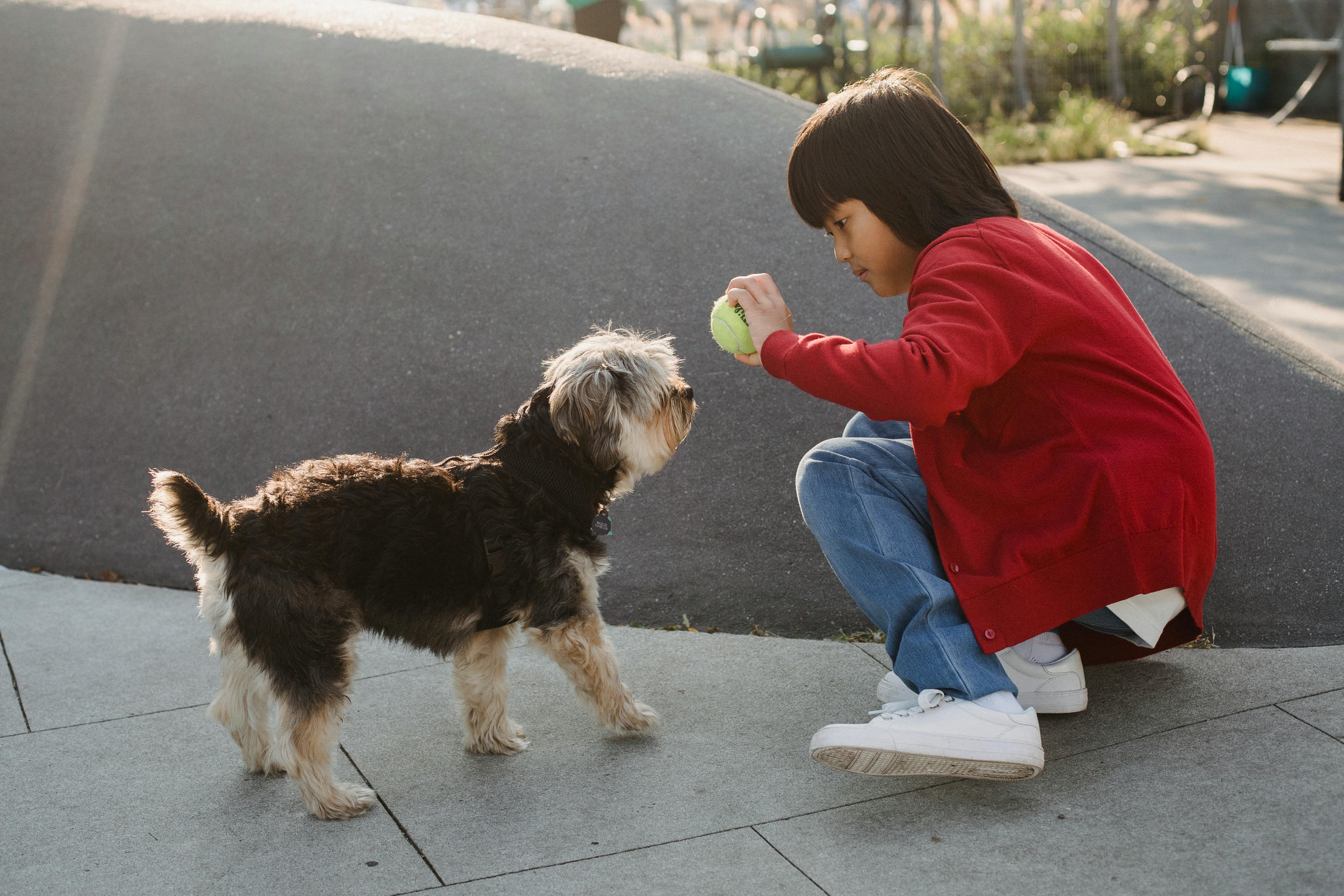 asian boy showing ball to yorkshire terrier on urban pavement