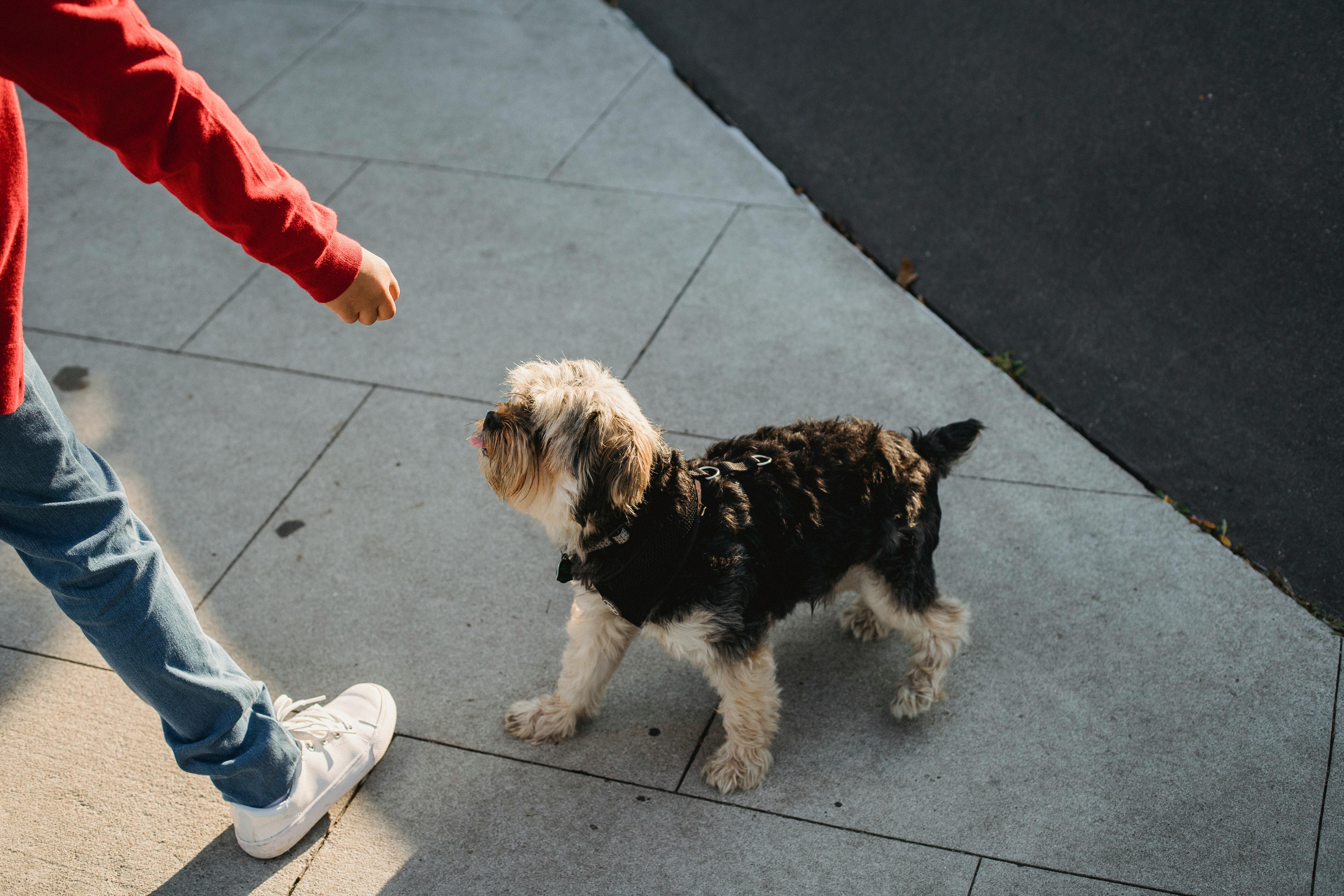 High angle of crop anonymous kid in casual wear standing on tiled pavement near Yorkshire Terrier