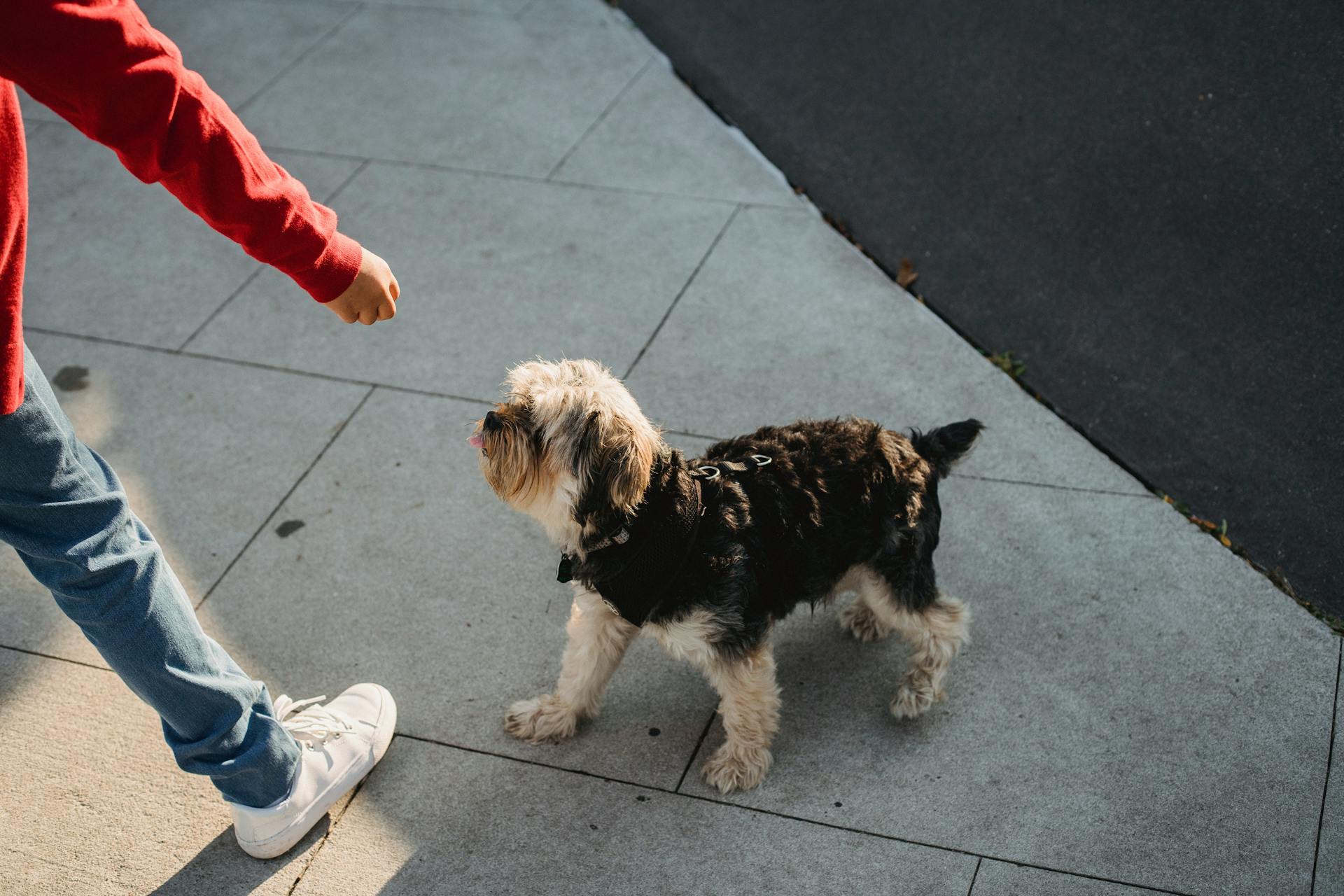 High angle of crop anonymous kid in casual wear standing on tiled pavement near Yorkshire Terrier