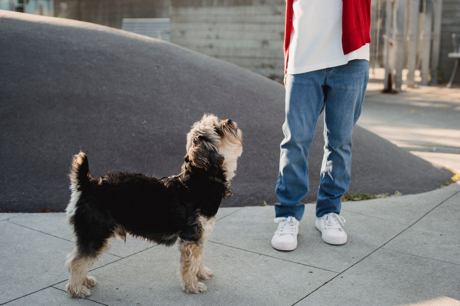 dog greeting owner calmly training