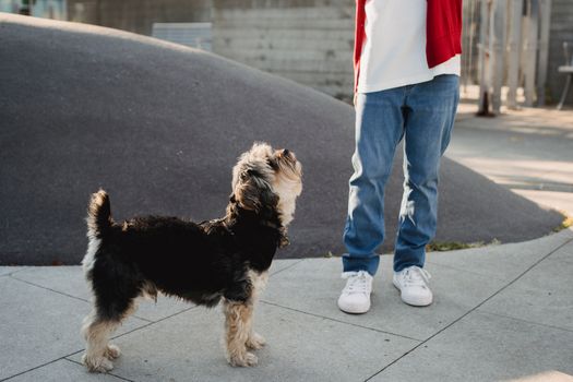 约克郡梗犬专注地站在人行道上，它的主人穿着休闲装