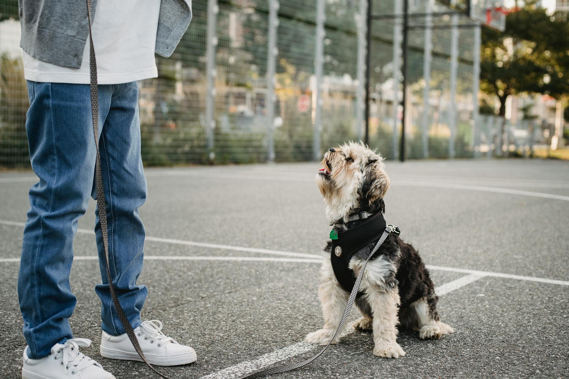 Side view of crop unrecognizable kid in casual wear standing on pavement near Yorkshire Terrier with open mouth