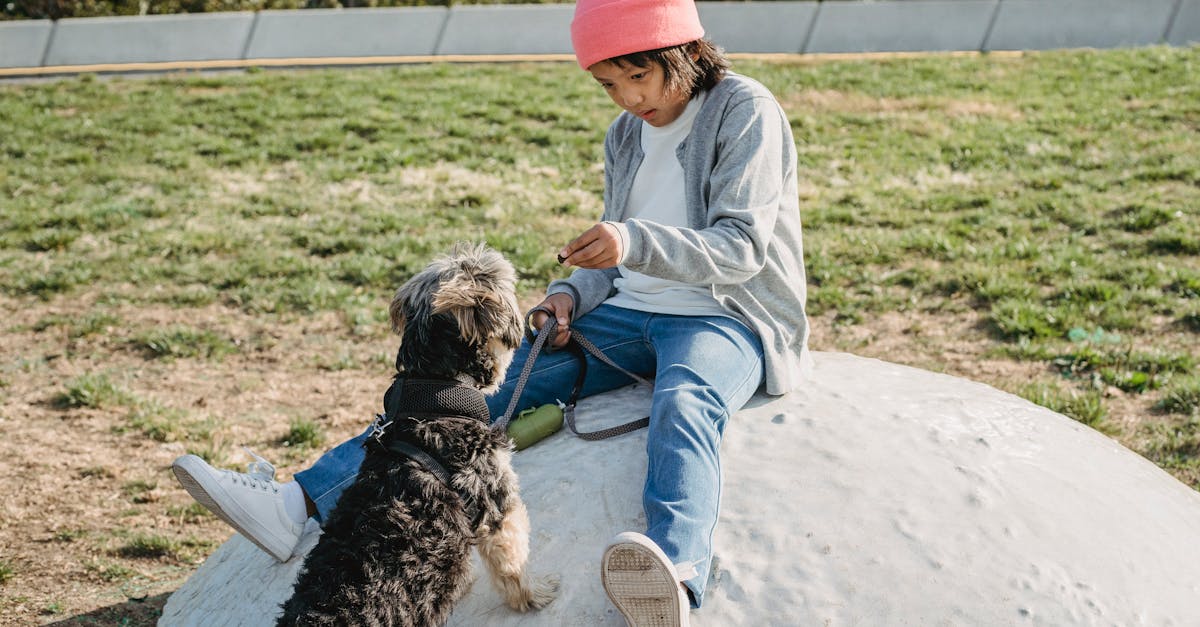 How to teach a dog to lay down on command