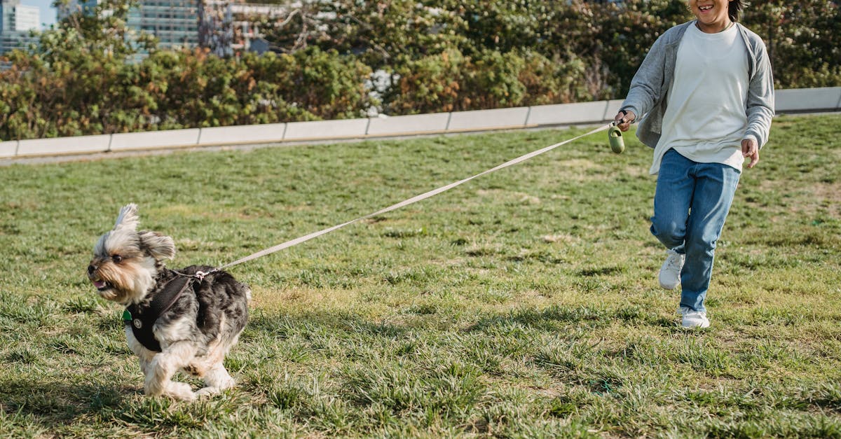 How fast does dog sled go