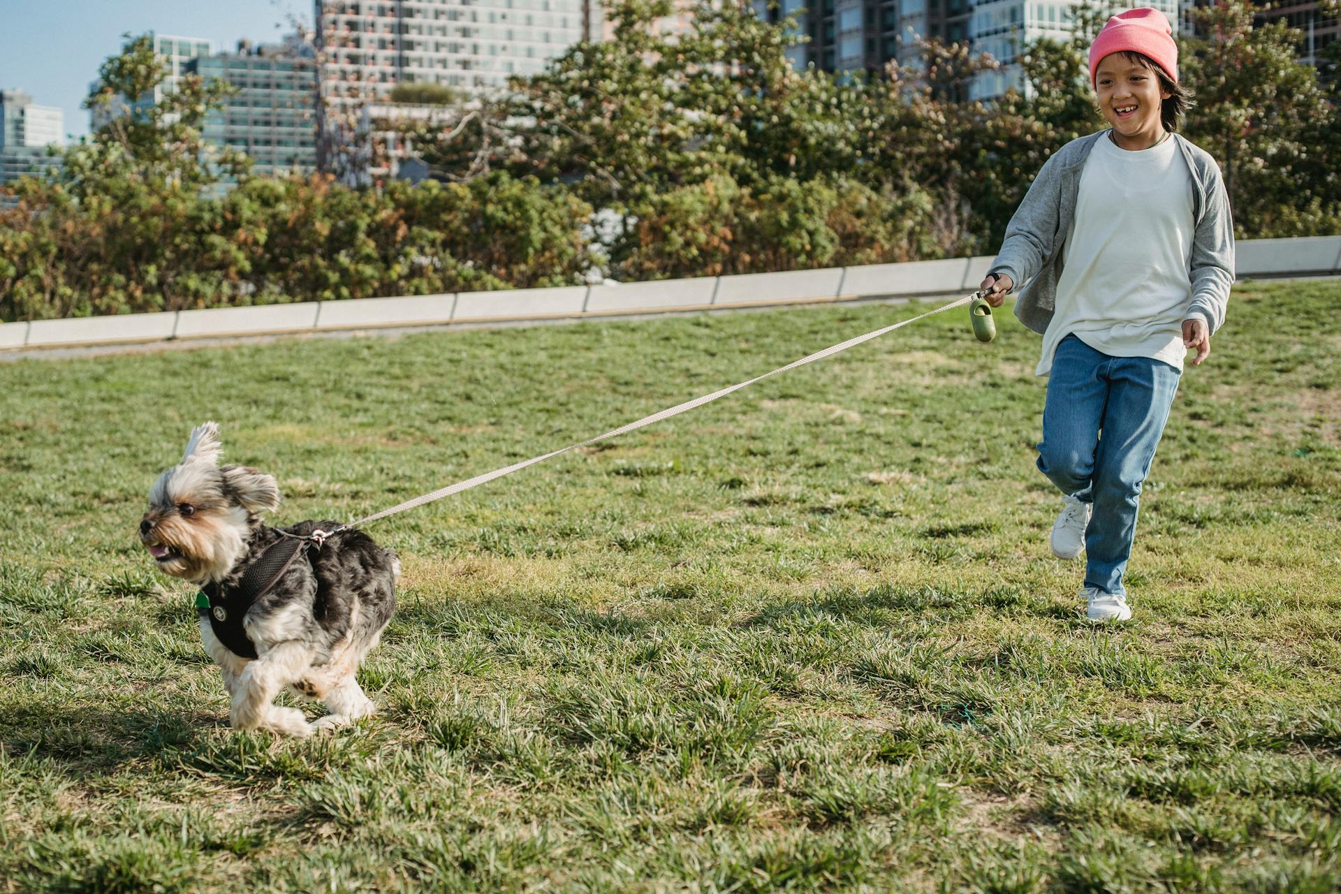 Smiling ethnic child walking Yorkshire Terrier on leash on meadow in city on sunny day