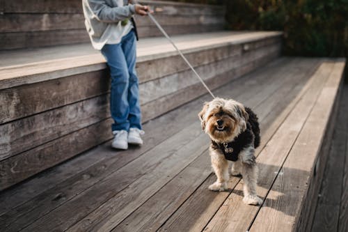 Free Crop faceless kid in casual clothes standing on wooden walkway and holding puppy on leash Stock Photo