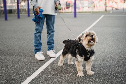 一只友好的约克郡梗犬在户外散步，警惕地站在城市街道上