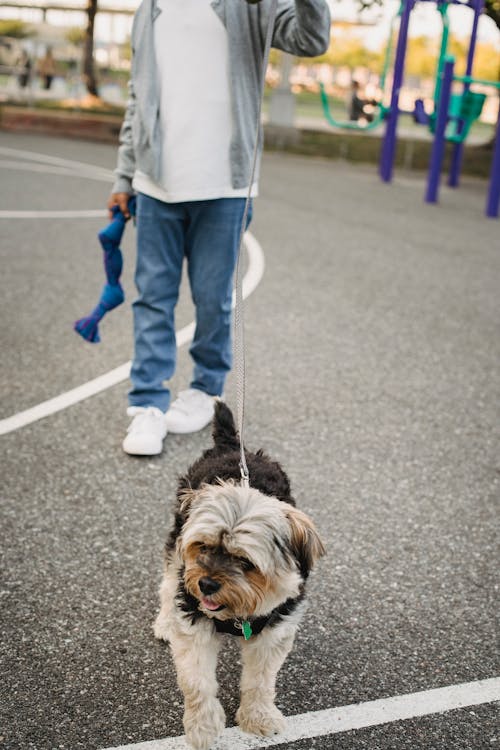 Crop anonymous kid in casual clothes holding toy while spending time with puppy on leash