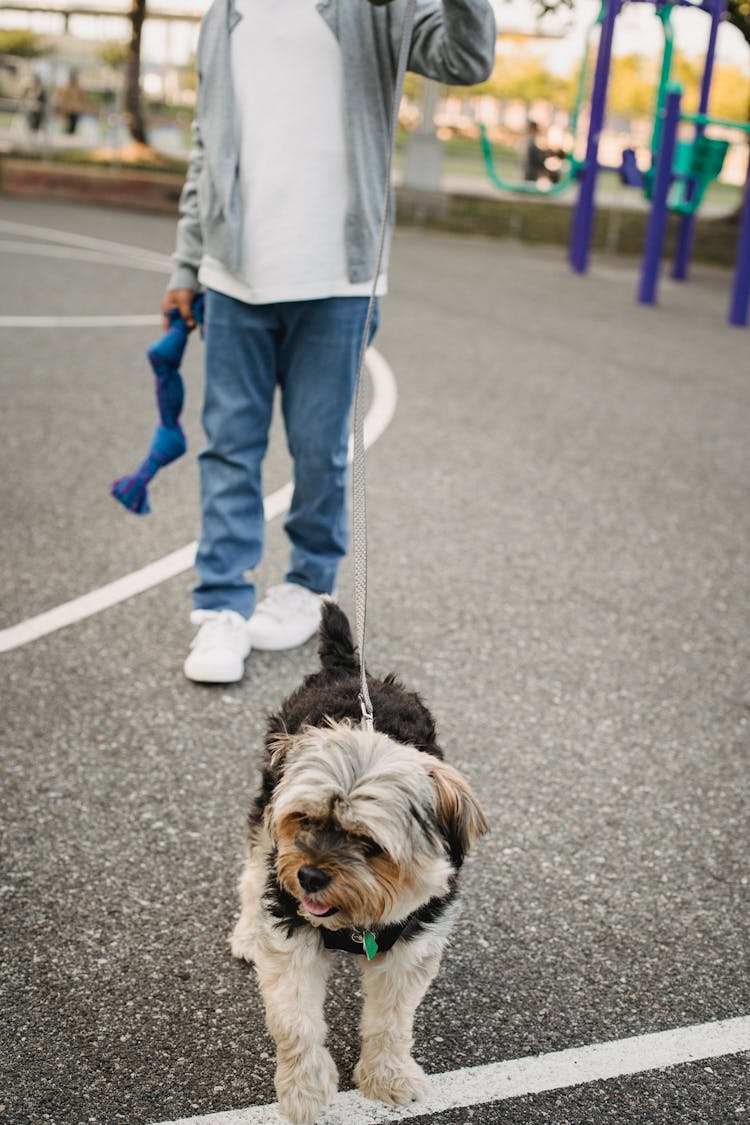 Crop Child With Dog On Sports Ground