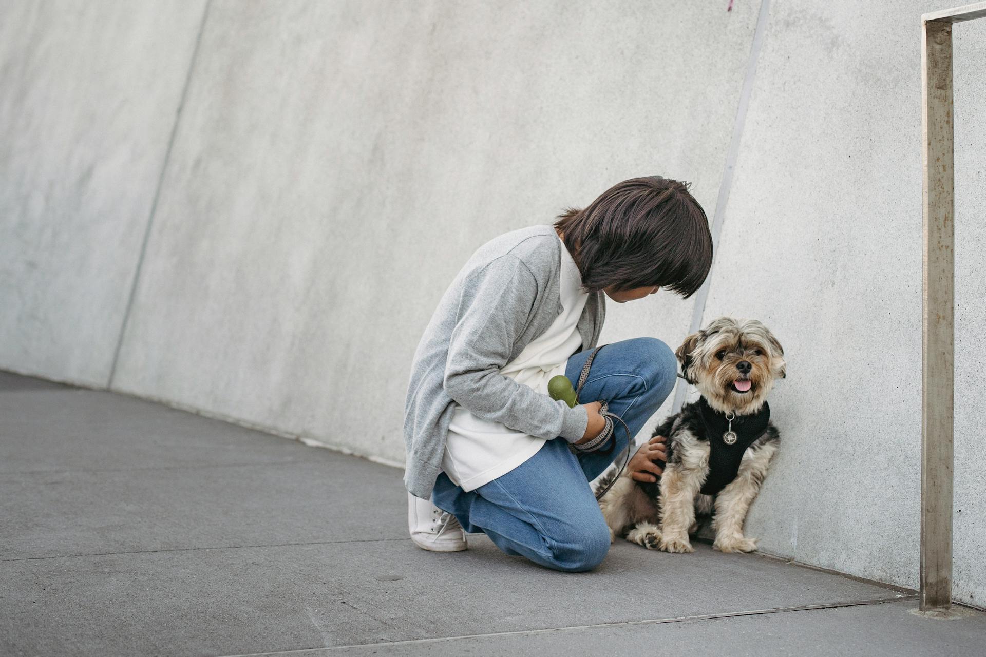 Little boy stroking dog on street