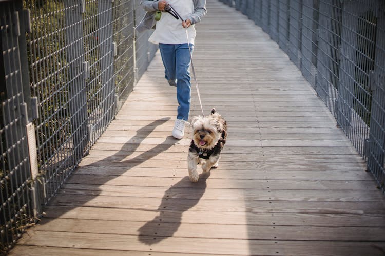 Crop Little Boy Running With Dog