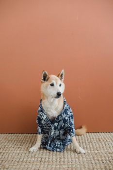 一只可爱的柴犬穿着蓝色花卉衬衫，坐在温暖的橙色背景前