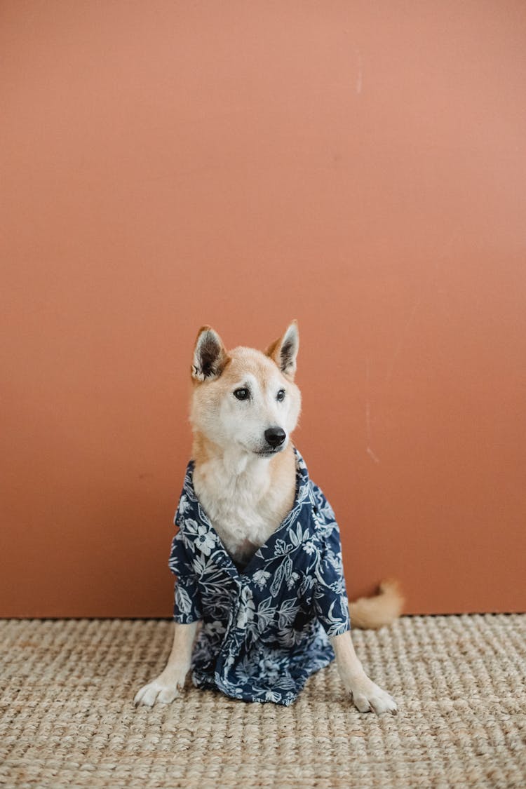 Graceful Dog In Shirt At Home